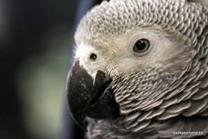 Yaco o loro gris de cola roja