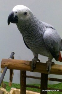 Loro gris o yaco