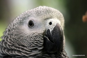 Yaco o loro gris de cola roja
