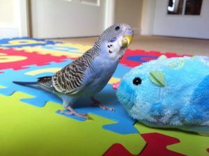 budgie-hamster-toy