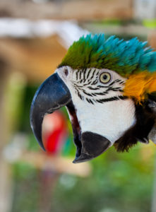 parrot-pictures-091