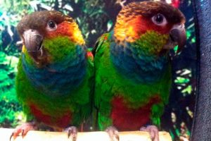 pyrrhuras-papilleras-papagayos-y-cia